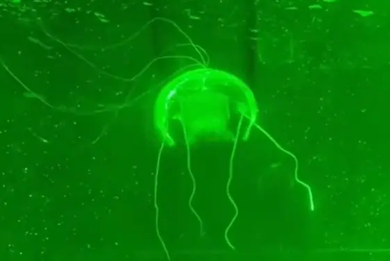 “水下幽靈”問世！西工大研制透明仿生水母機器人：功耗僅28.5毫瓦